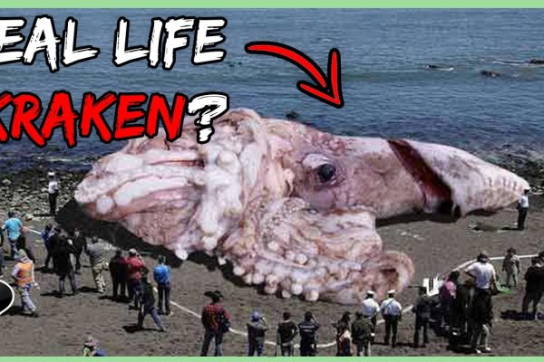 Kraken 25at