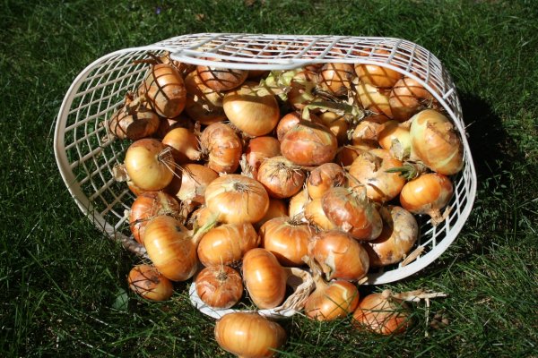 Кракен актуальная ссылка на сегодня