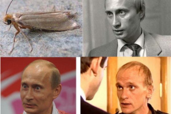 Кракен обход